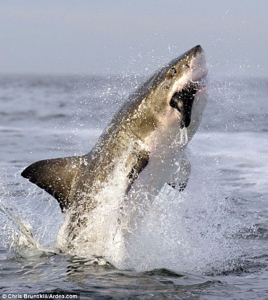 Incredible jump of a white shark (3 pics)