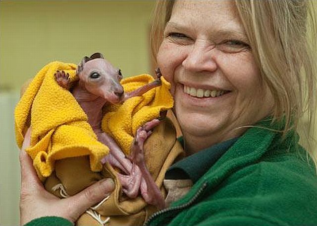 Positive emotion of the day. Baby animals born at zoos (26 pics)