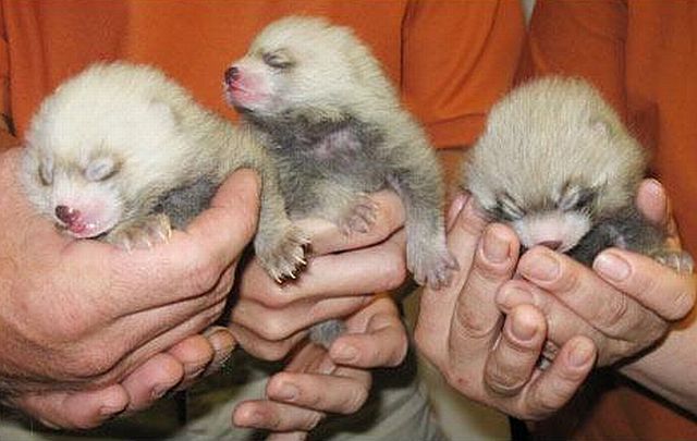 Positive emotion of the day. Baby animals born at zoos (26 pics)