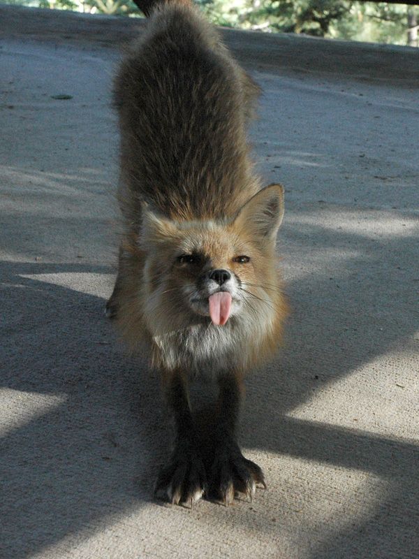 These funny foxes (20 pics)