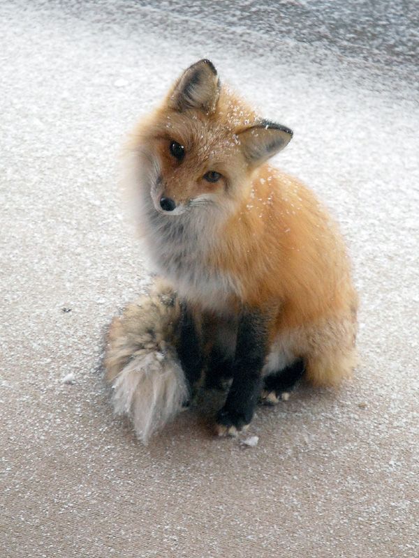 These funny foxes (20 pics)