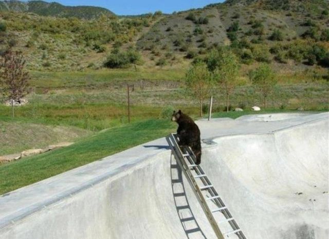 A helping hand for a bear (5 pics)