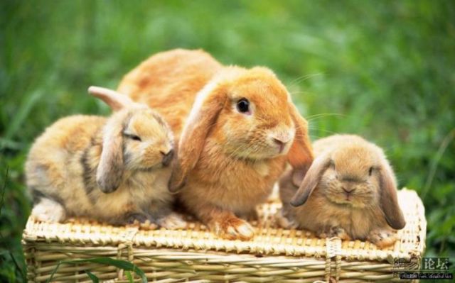 Cute little bunnies (21 pics)