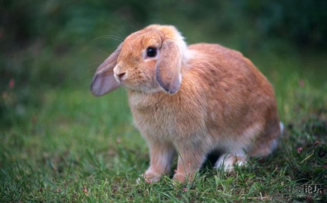 Cute little bunnies (21 pics)