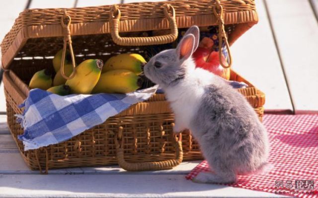Cute little bunnies (21 pics) - Izismile.com