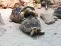 Turtle sex fail )) (0.9 Mb)