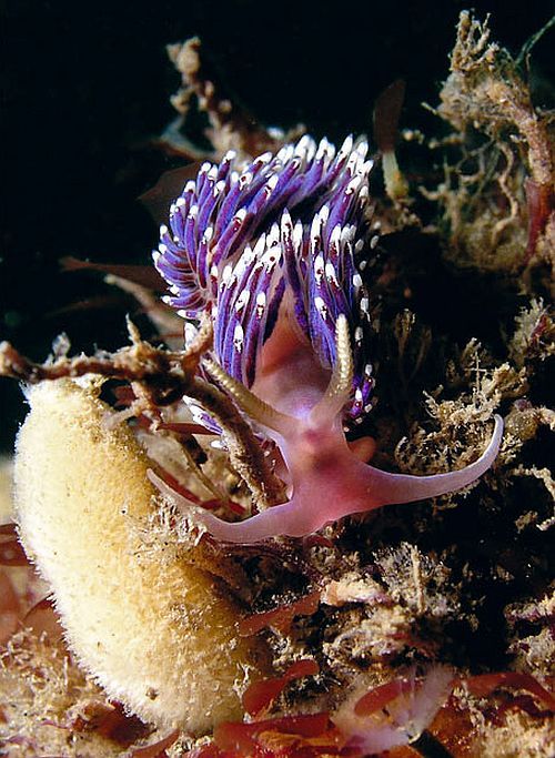 Amazing pictures of the marine life taken beneath the North Sea (15 pics)