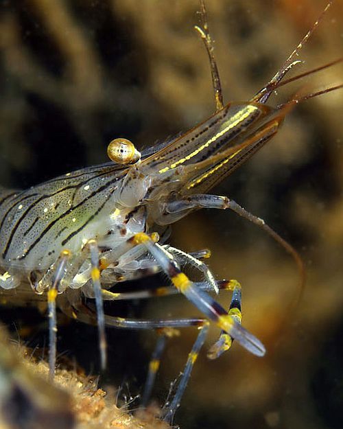 Amazing pictures of the marine life taken beneath the North Sea (15 pics)