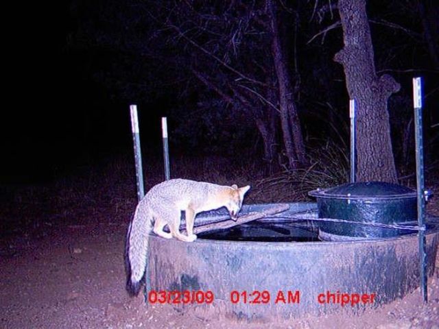 Animals coming to drink at night (9 pics)