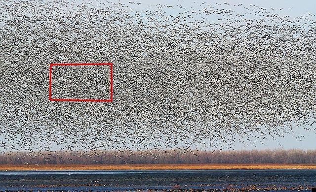 Flock of birds (8 pics)