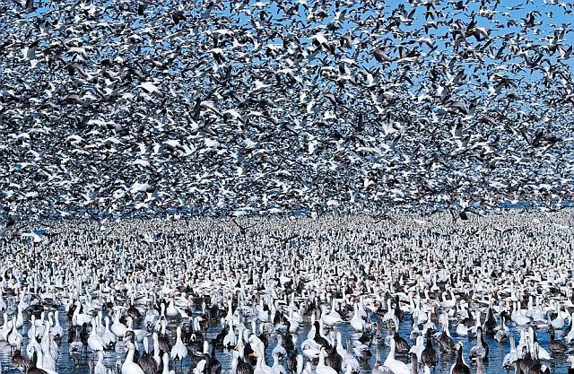 Flock of birds (8 pics)