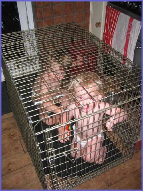 Children in cages (30 pics) - Izismile.com