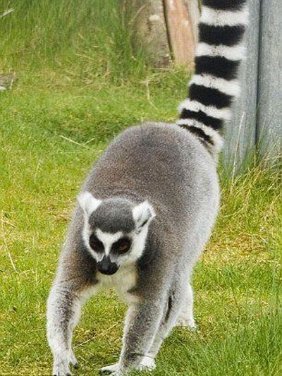The loser of the day. A lemur with a short arm ;) (3 pics)
