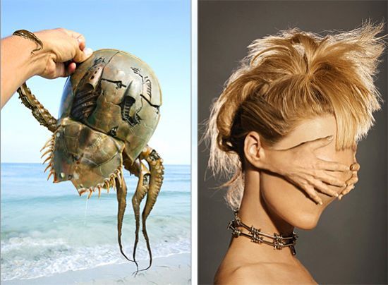 Photo manipulation is just great (52 pics)