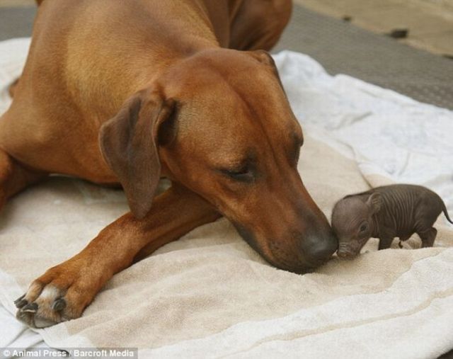 A dog has adopted an abandoned piglet (5 pics)