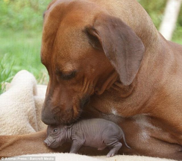 A dog has adopted an abandoned piglet (5 pics)