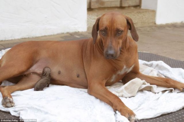 A dog has adopted an abandoned piglet (5 pics)