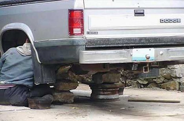 The best experts in safety (36 pics)