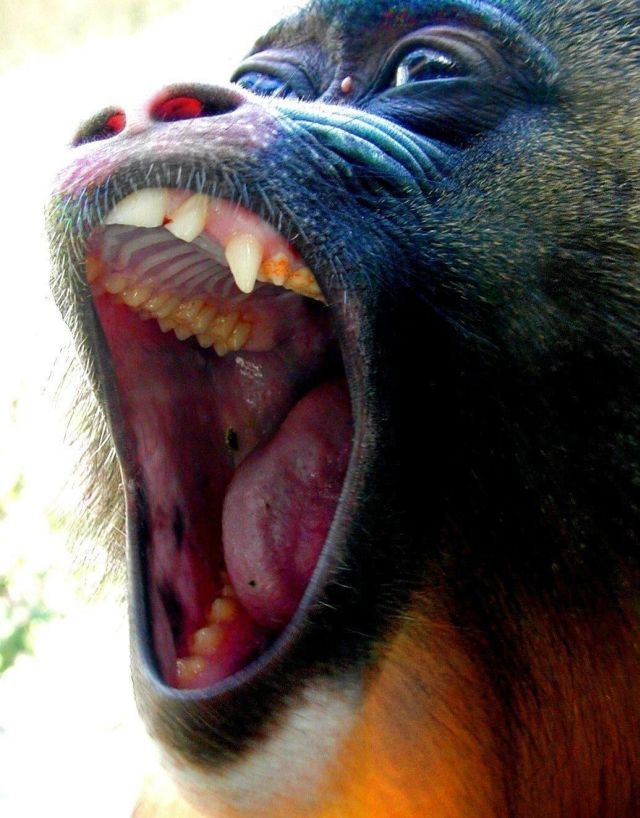 Animals with the mouth wide open (39 pics)