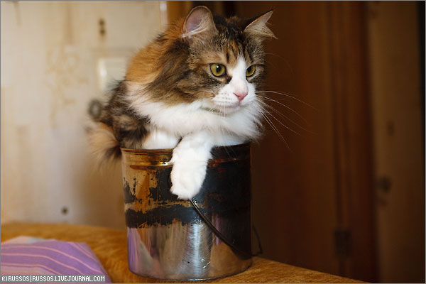Cat likes too much a bucket (8 pics)
