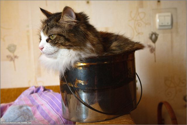 Cat likes too much a bucket (8 pics)