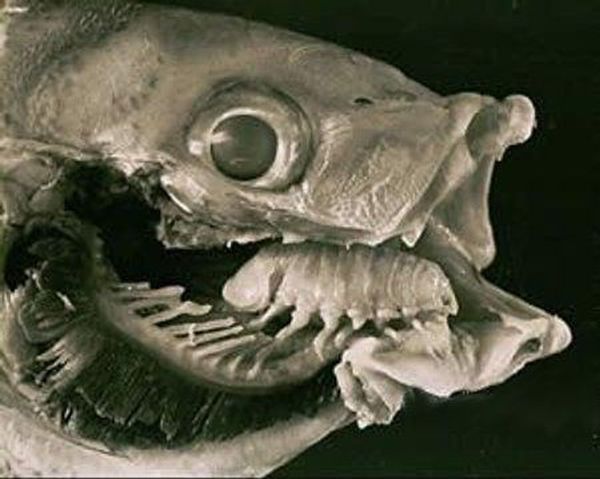 The Tongue Eating Louse is a gross parasite living in a fish’s mouth! (18 pics)