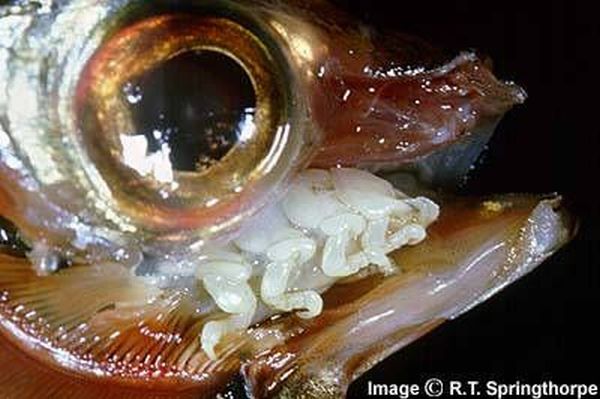 The Tongue Eating Louse is a gross parasite living in a fish’s mouth! (18 pics)