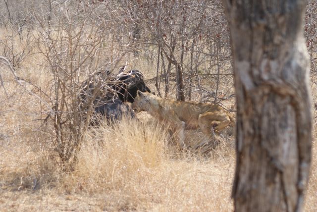 Hungry lioness attacks buffalo (26 pics)