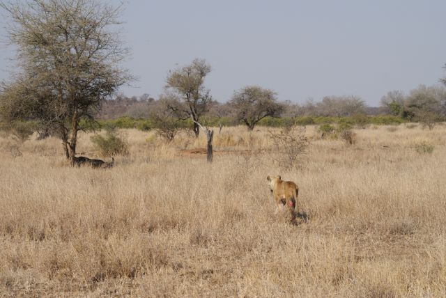 Hungry lioness attacks buffalo (26 pics)