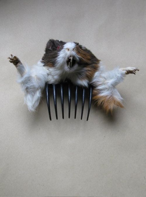 Taxidermy accessories become more and more popular (17 pics)