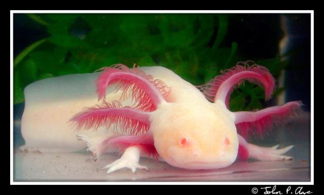 Axolotl, a  that is always smiling (47 pics)