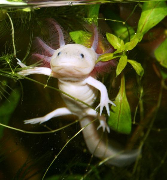 Axolotl, a that is always smiling (47 pics) - Izismile.com