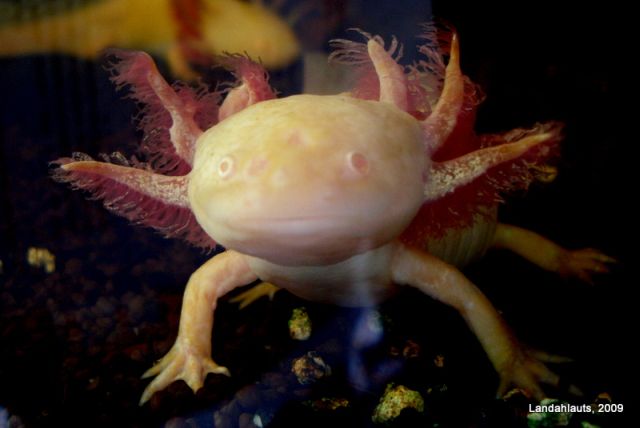 Axolotl, a  that is always smiling (47 pics)