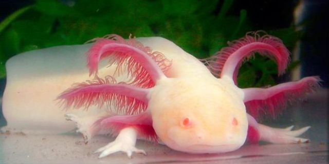 Axolotl, a  that is always smiling (47 pics)