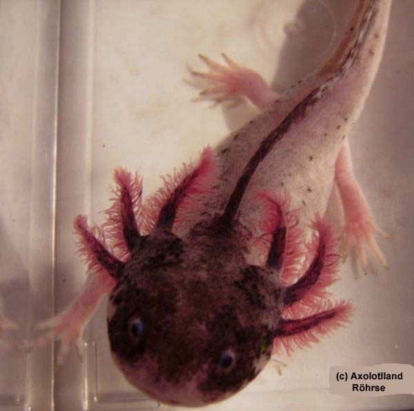 Axolotl, a that is always smiling (47 pics) - Izismile.com
