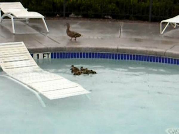 A little help for ducklings (6 pics)