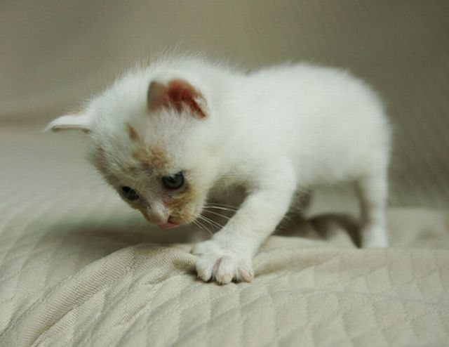 Touching story of one little kitten (18 pics)