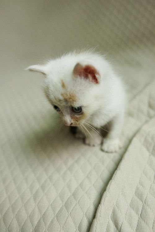 Touching story of one little kitten (18 pics)