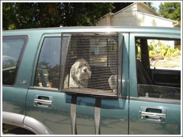 Cool thing for your dog (10 pics)