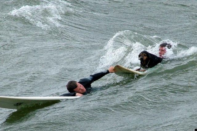 Surfing dogs (9 pics)