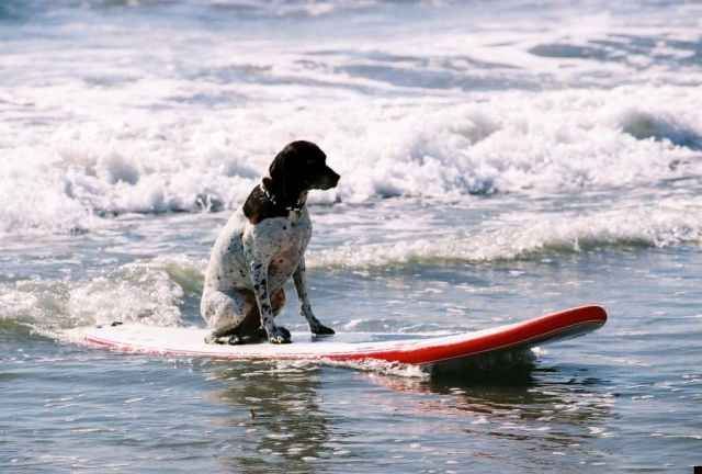Surfing dogs (9 pics)