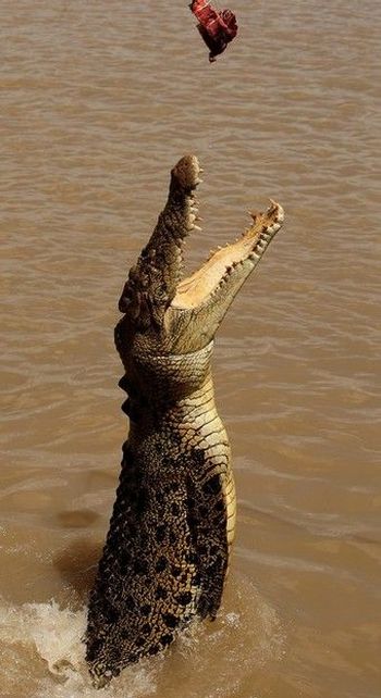 Crocodiles of Adelaide River (4 pics)