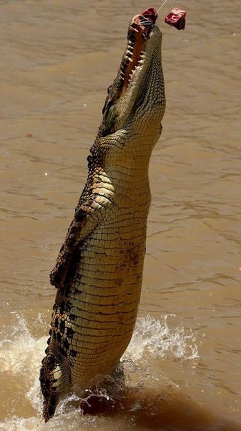 Crocodiles of Adelaide River (4 pics)