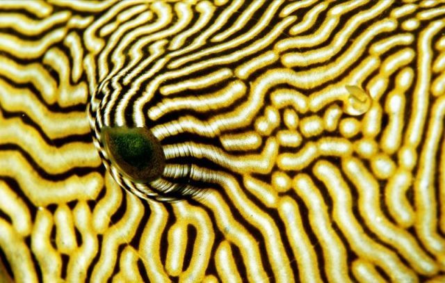 The patterns created by nature (10 pics)