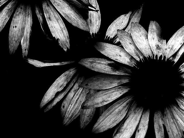 The magic of black and white images (37 pics)