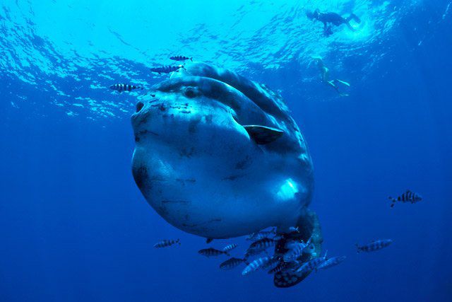 Ocean sunfish (15 pics)