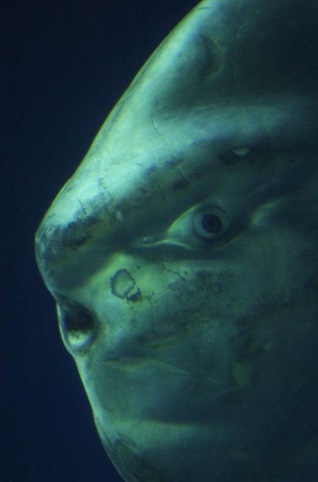 Ocean sunfish (15 pics)