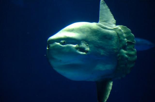 Ocean sunfish (15 pics) - Izismile.com