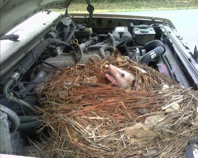 Animals who can live in your car (18 pics)