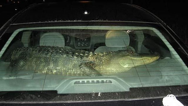 Animals who can live in your car (18 pics)